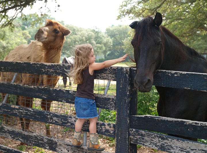 BlissWood Bed & Breakfast Ranch - Horses