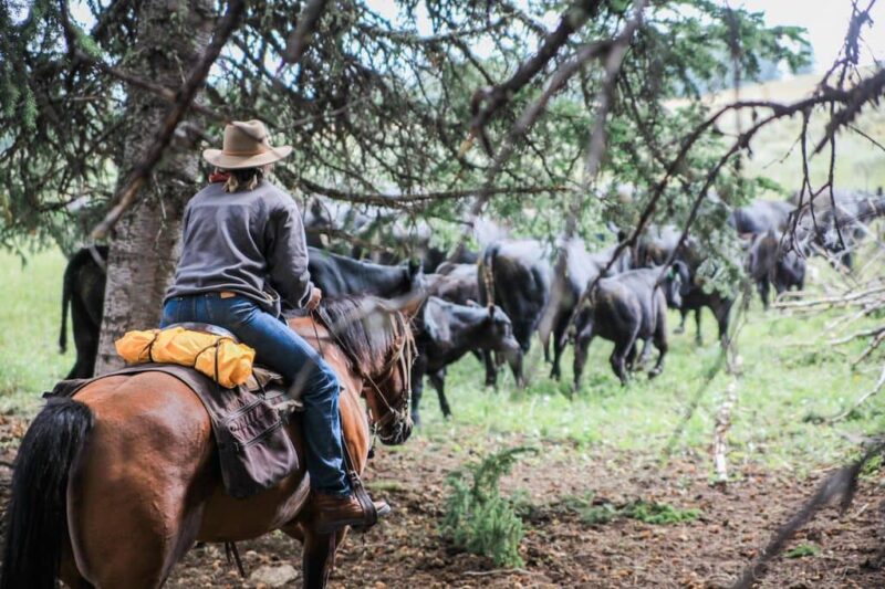 Double Rafter Cattle Drives