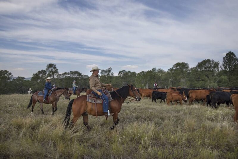 Circle Bar Guest Ranch - Cattle Drive