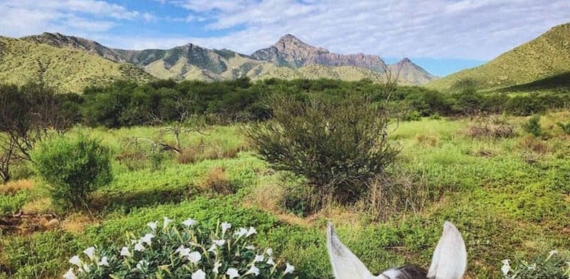 Elkhorn Ranch spring flowers 2024