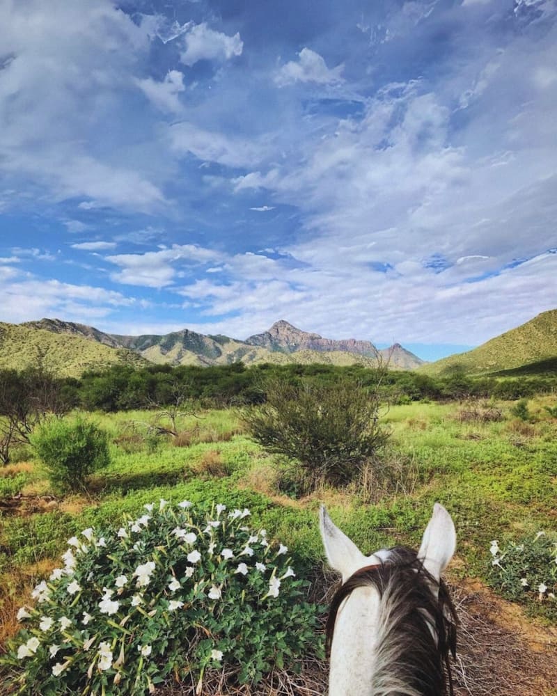 Horseback ride & spring flowers at Elkhorn Ranch in AZ