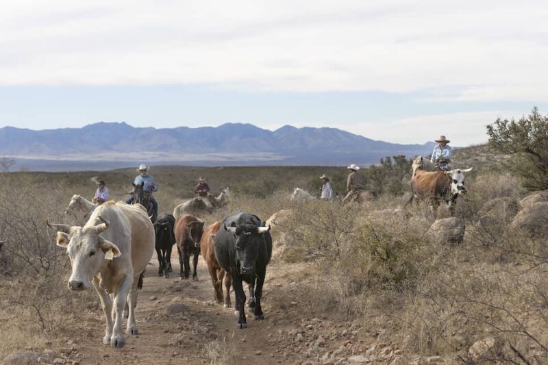 Tombstone Monument Ranch - Cattle Drive